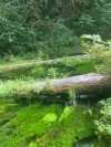 Hoh Rainforest